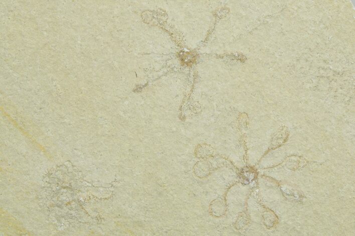 Two Floating Crinoid (Saccocoma) Fossils - Solnhofen Limestone #353565